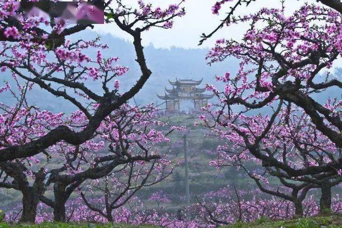 桃花族論壇最新入口，觀點(diǎn)論述集結(jié)地