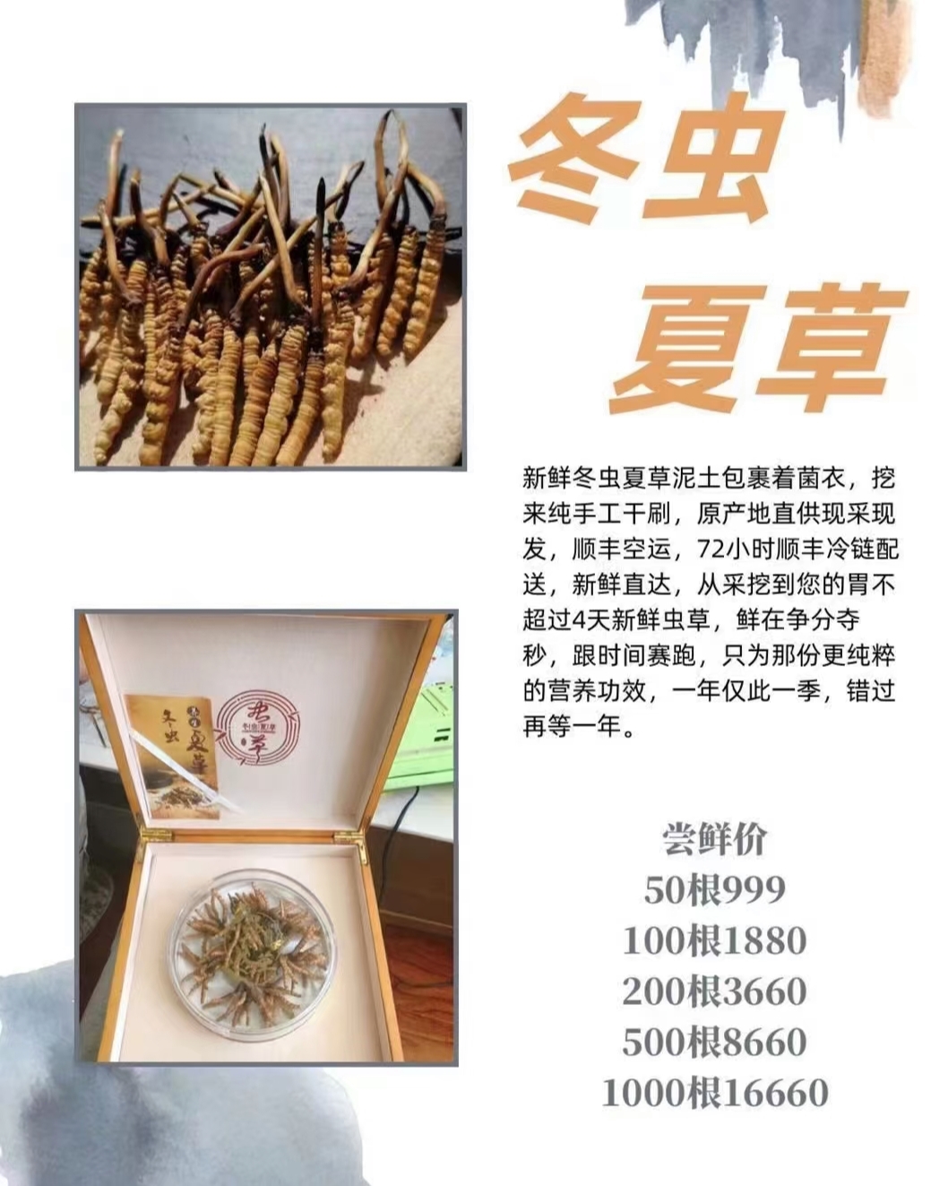 蛹蟲草最新價(jià)格表，全面了解蛹蟲草價(jià)格走勢(shì)