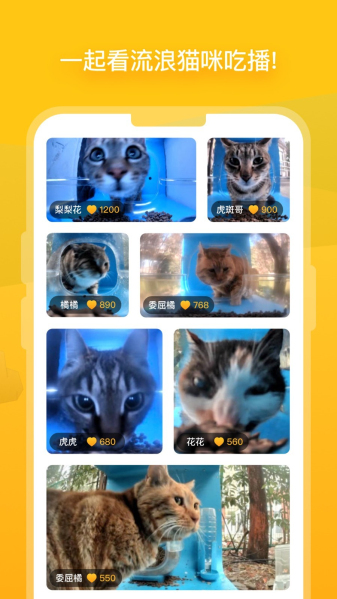 貓咪最新版本2025，探索小巷中的特色貓咪小店